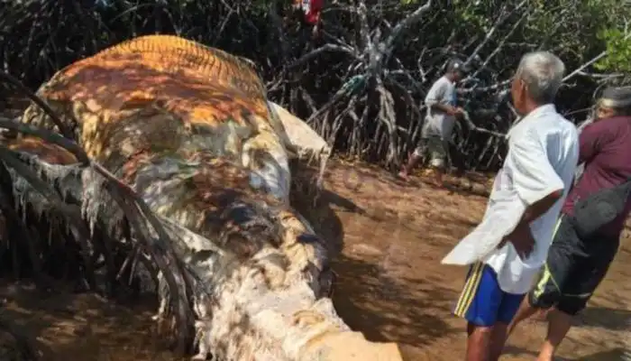 Warga melihat bangkai ikan paus yang terdampar di perairan Desa Masakambing, Palau/Kecamatan Masalembu, Kabupaten Sumenep.
