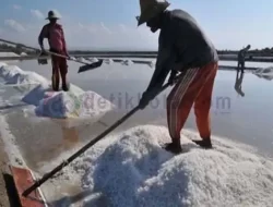 Panen Garam Rakyat Baru 10 Ribu Ton Dari Target 100 Ribu Ton Tahun Ini
