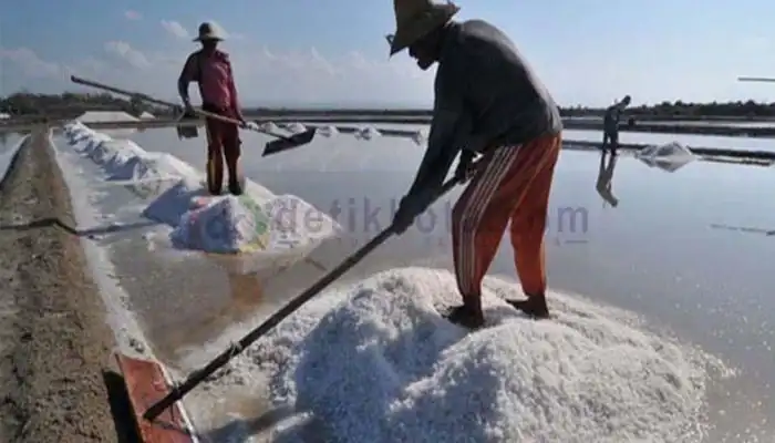 Petagi garam di Desa Karanganyar, Kecamatan Kalianget, Kabupaten Sumenep sedang panen.