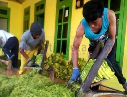 Harga Tembakau Rajang Kering Capai Rp 70 Ribu Per Kilogram