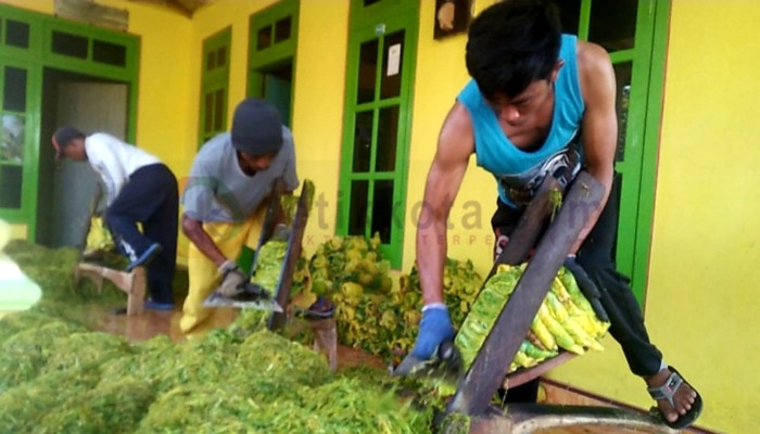 Petani merajang tembakau hasil panen tahun ini.