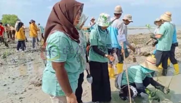 Kegiatan penanaman pohon mangrove di Pantai Matahari, Desa Lobuk, Kecamatan Bluto, Kabupaten Sumenep beberapa waktu lalu.