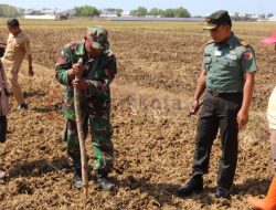 Perluas Kemitraan, Kodim Sumenep Tanam Jagung untuk Silase di Desa Patean