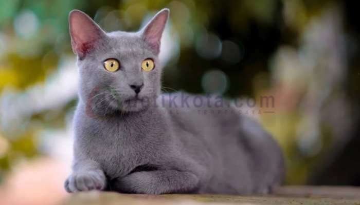 Kucing Busok asli Pulau/Kecamatan Raas, Kabupaten Sumenep.