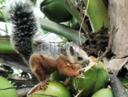 Serangan Hama Tupai Resahkan Petani Kelapa, Warga Berharap Ada Solusi
