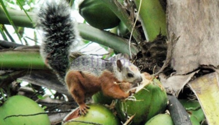 Hama tupai memakan buah kelapa.