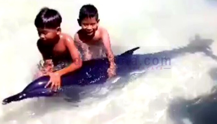 Anak-anak Desa Pagerungan Kecil, Pulau/Kecamatan Sapeken, Kab. Sumenep bermain dengan lumba-lumba yang menepi di pantai setempat.