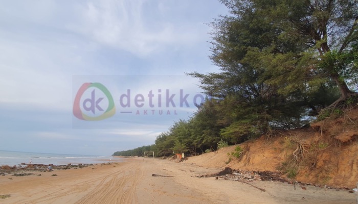 Hamparan pasir dan pohon cemara sepanjang Pantai Slopeng, di Desa Semaan, Kecamatan Dasuk, Kab. Sumenep.