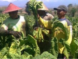 Jaga Aroma dan Kualitas, Petani Sepakat Tembakau Luar Dilarang Masuk Madura