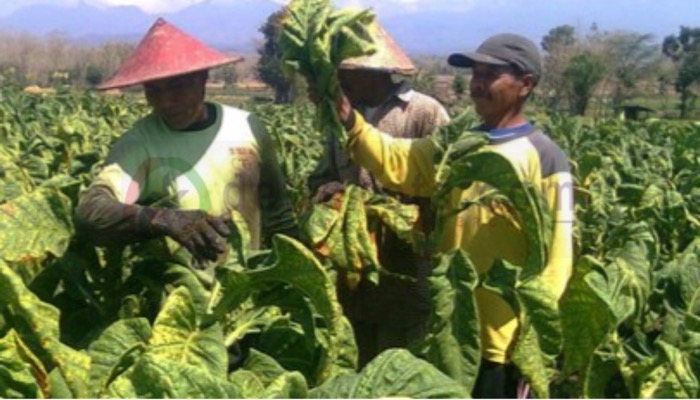 Petani sedang memanen daun tembakau di lahan mereka.