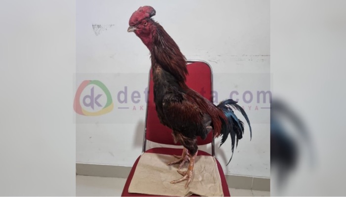 Salah satu barang bukti penggerebekan judi sabung ayam di Desa Gapurana, Kecamatan Talango, Kab. Sumenep.