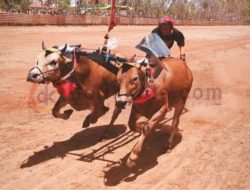 Lestarikan Tradisi Leluhur, Pemkab Sumenep Gelar Kejuaraan Kerapan Sapi Madura Bull Race Championship