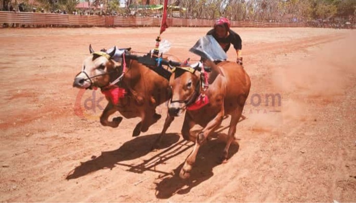 Salah satu peserta Kejuaraan Kerapan Sapi 'Madura Bull Race Championship' di Lapangan Kecamatan Bluto, Kab. Sumenep.