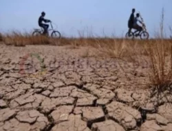 Efek Fenomena El Nino, Daerah Kekeringan di Sumenep Meluas