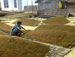 Harga Tembakau Tembus Rp80 Ribu Per Kilogram Diakhir Musim