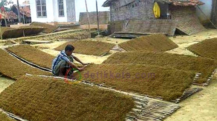 Salah seorang petani sedang menjemur tembakau rajangan di Pasongsongan, Kabupaten Sumenep.