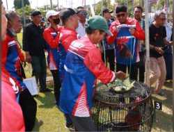 Jaga Dari Kepunahan, Pemkab Sumenep Gelar Lomba Ayam Bekisar Nasional