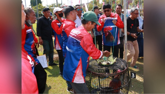 Bupati Sumenep, H. Achmad Fauzi Wongsojudo menaikkan ayam bekisar dalam acara lomba Seni Suara Ayam Bekisar tingkat nasional.