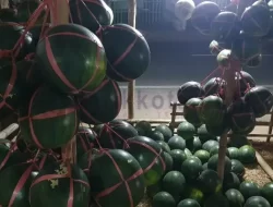 Pulau Talango Miliki Potensi Tanaman Semangka Tinggi di Sumenep