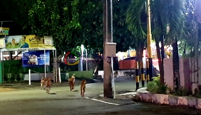 Kawanan anjing liar pindah dari Jl. MH Thamrin menuju Jl. KH Mansyur.