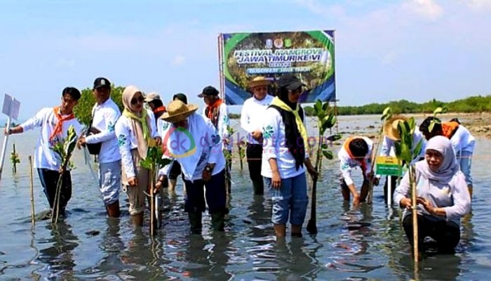 Gubernur Khofifah Indar Parawansa saat menanam bibit pohon mangrove di pesisir pantai Kalianget, Kab. Sumenep.