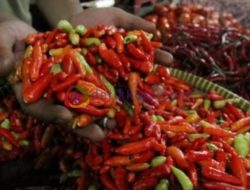 Harga Cabai Rawit di Pasar Anom Sumenep Tembus Rp100 Ribu Per Kilogram