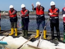 Hasil Produksi Garam Lampaui Target Hingga 91 Ribu Ton