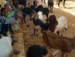 Sepi Pembeli, Harga Kambing Di Sumenep Turun