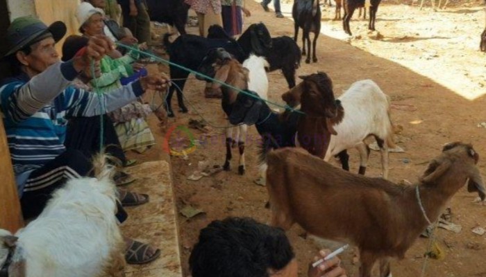 Berita Sumenep terkini, Harga Kambing di Sumenep Murah, Sepi Pembeli Harga Kambing Murah, Pasar Kambing di Sumenep