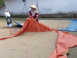Petani di Desa Babbalan Mulai Menjemur Padi Hasil Panennya