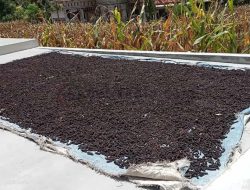 Harga Cabai Jamu di Sumenep Stabil