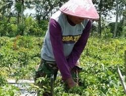 Jelang Lebaran Harga Cabai Rawit di Sumenep Anjlok