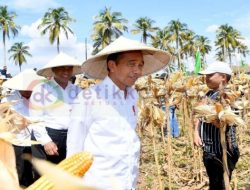 Jokowi Pastikan Produktivitas Jagung Nasional Terus Meningkat