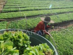 Musim Tanam, Harga Bibit Tembakau di Sumenep Mahal