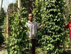 DKPP Sumenep Akan Terus Memberikan Pendampingan Kepada Petani Untuk Pengembangan Cabai Jamu