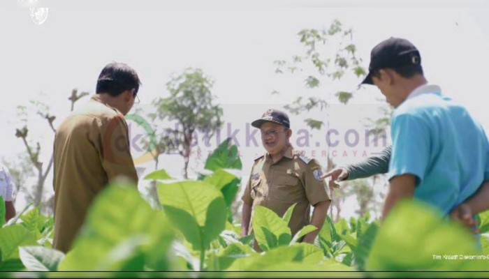 Pj Bupati Sampang Rudi Arifiyanto didampingi Kadis Pertanian Sampang, saat meninjau penerapan tembakau organik di Kecamatan Banyuates, Sampang. Hasilnya sangat baik dan bagus.