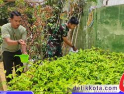 Demi Mestarikan Lingkungan Hidup, Kodim Sumenep Lakukan Pemeliharaan Bibit Tanaman Produktif