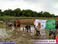 Dukung Ketahanan Pangan Nasional, TNI bersama Poktan Tanam Padi