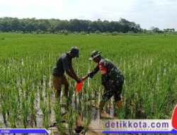 Babinsa Simo Terjun Ke Sawah Bantu Berantas Hama Keong