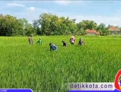 Kendalikan Gulma, Babinsa Bantu Petani Melakukan Penyiangan