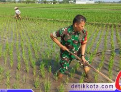 Sukseskan Swasembada Pangan Babinsa Sawit Bantu Petani Manjung