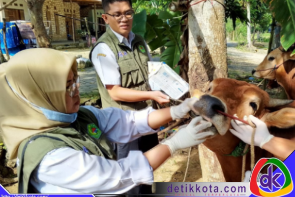 Tim Khusus DKPP Pamekasan saat melakukan pemeriksaan hewan kurban.