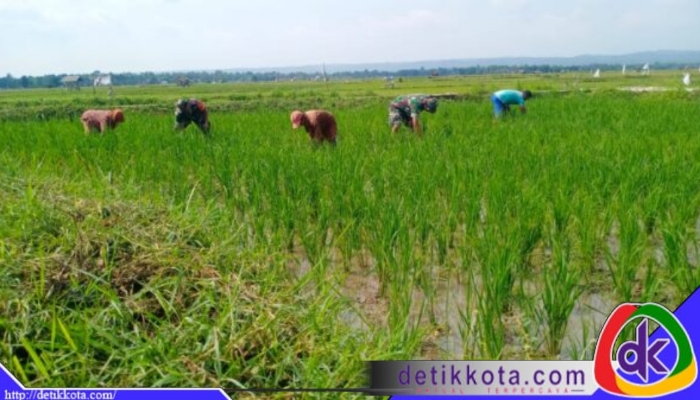 Babinsa Koramil 0827/05 Lenteng daat melaksanakan karya bakti membantu petani membersihkan gulma di Dusun Darma, Desa Banaresep Timur, Kecamatan Lenteng, Kabupaten Sumenep, pada Senin (16/06/2025).