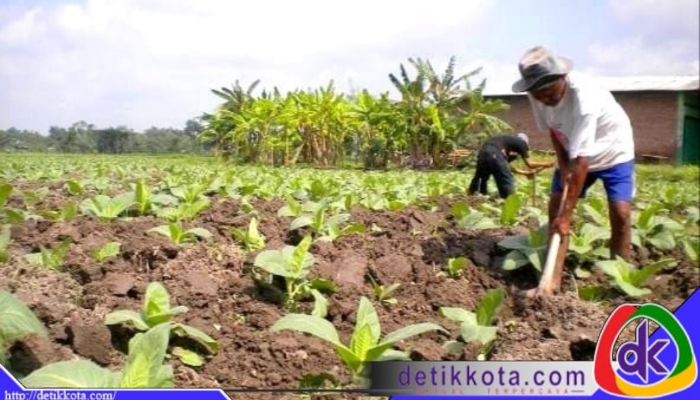 petani tembakau Madura.