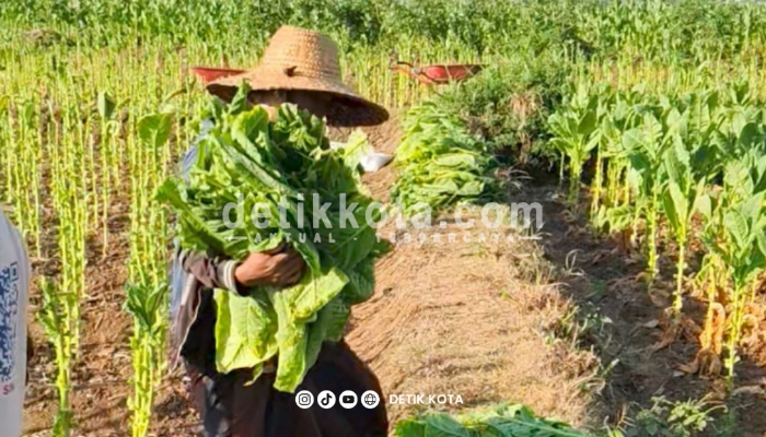 aktivitas petani tembakau di lapangan.