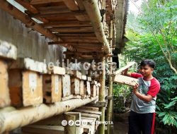 Pemuda Lumajang Sukses Raup Jutaan Rupiah dari Budidaya Lebah Klanceng