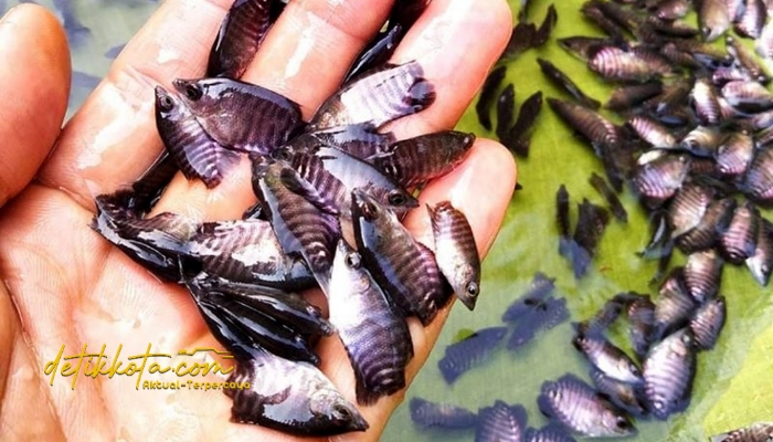 Benih ikan di Rowo Kancu, Desa Kalisemut, Kecamatan Padang.