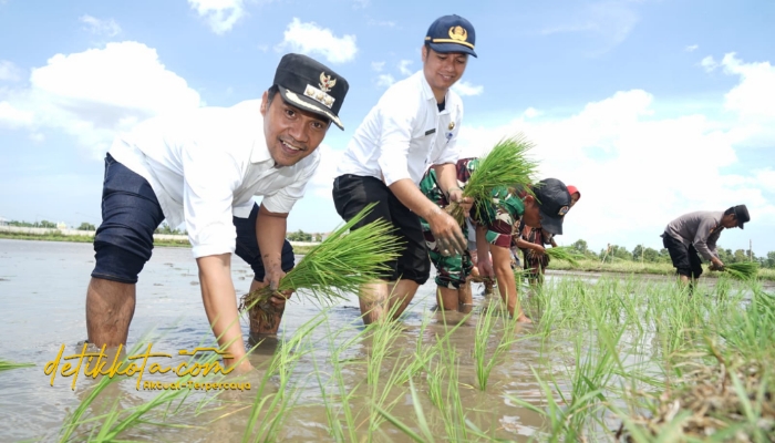 Bupati Bangkalan Lukman Hakim turun ke sawah menanam padi bersama kelompok tani di Kelurahan Tunjung, Kecamatan Burneh, Rabu (3/9/2025).