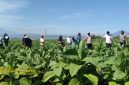 Petani tembakau mengikuti pelatihan pengendalian OPT yang digelar Diperta Kabupaten Probolinggo.