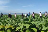 Petani tembakau mengikuti pelatihan pengendalian OPT yang digelar Diperta Kabupaten Probolinggo.